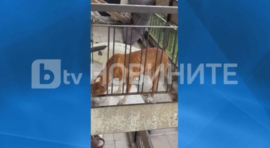 Социалният министър нареди проверка как е отглеждано детето в дома със заключените животни в Люлин