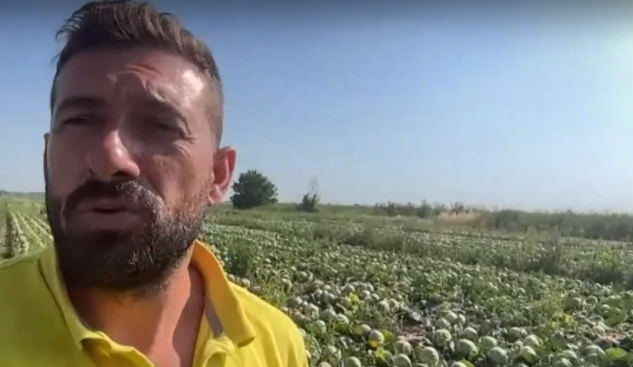 Български фермери унищожават хиляди декари продукция