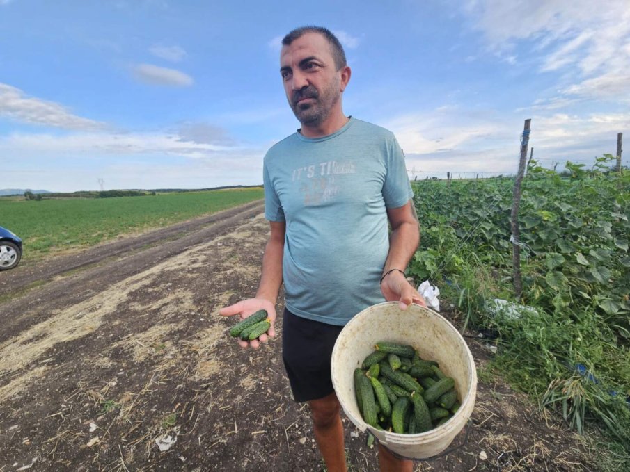 Земеделци от Хасковско на протест, изкупуват им корнишоните на безценица