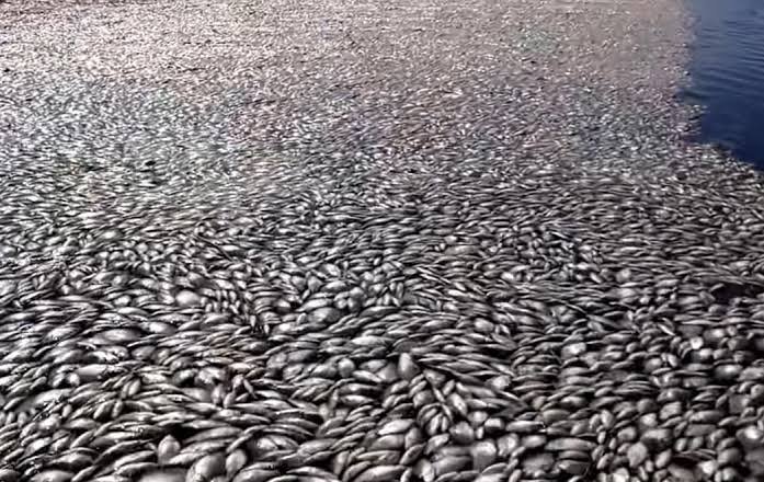 Тонове мъртва риба изплуваха в полски канал заради цъфтеж на отровно водорасло