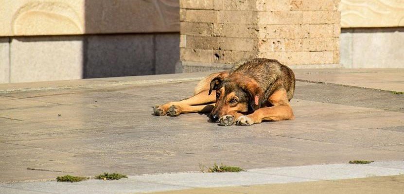 В Стара Загора търсят преброители на безстопанствени кучета