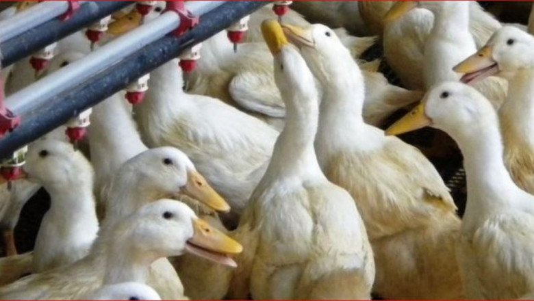 Oгнище на птичи грип в пловдивското Момино село