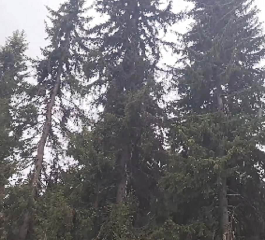 В КРАЯ НА ЛЯТОТО: Първи сняг заваля в Пампорово (ВИДЕО)