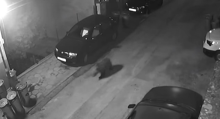 Малко мече се разходи по улица в Благоевград (ВИДЕО)