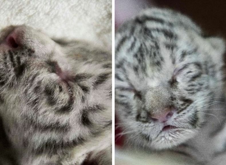 Бяло тигърче се роди в зоопарк в Никарагуа