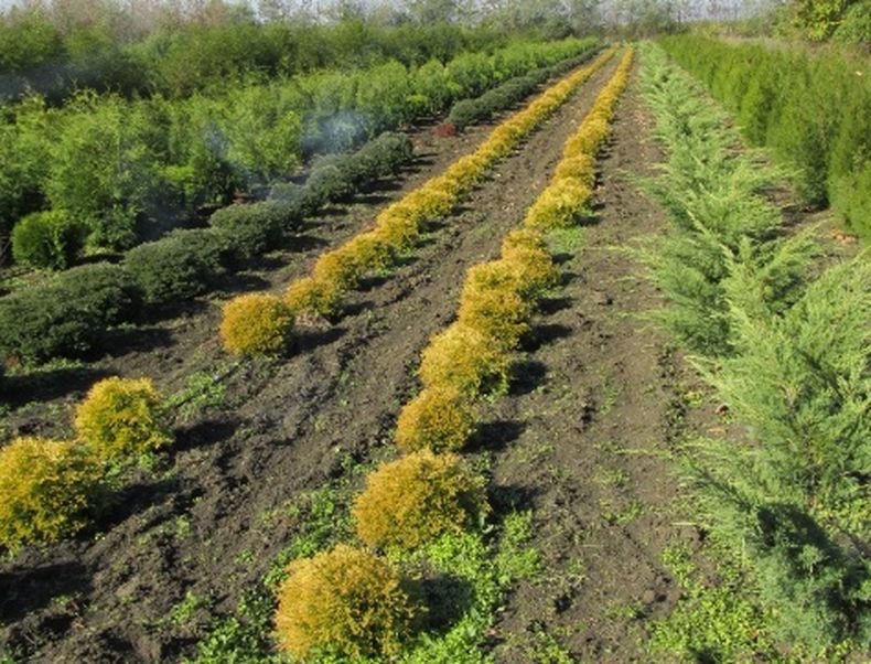 Засаждат 5 600 дръвчета край Ямбол