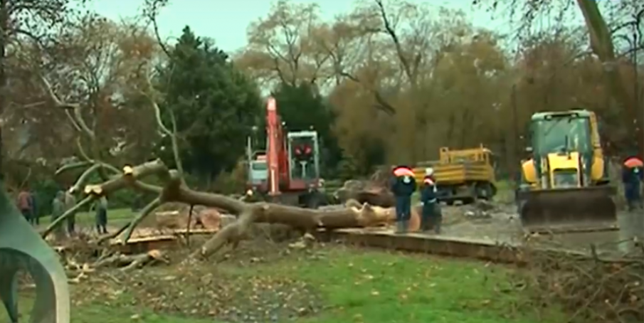 Бурята събори дърво до Морската градина във Варна