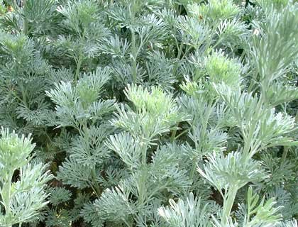 ПРОБИВ: Откриха чудодейно растение срещу коронавируса