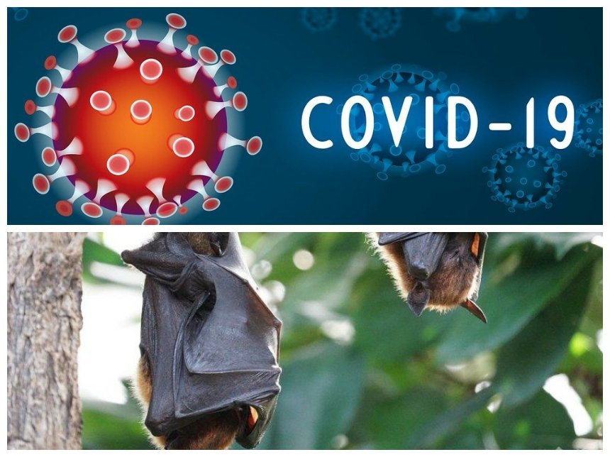 СЕНЗАЦИОННО РАЗКРИТИЕ: Експерт от СЗО огласи произхода на COVID-19