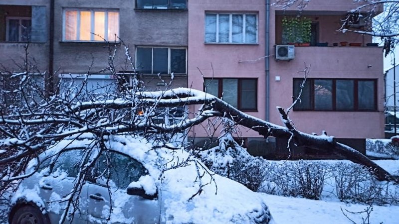 СНЕЖЕН АД ВЪВ ВИДИН! дървета изпопадаха в целия град (СНИМКИ)
