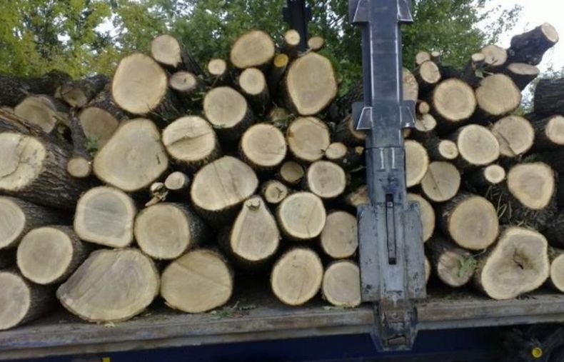 Двама отнесоха актове заради незаконни дърва в Монтанско