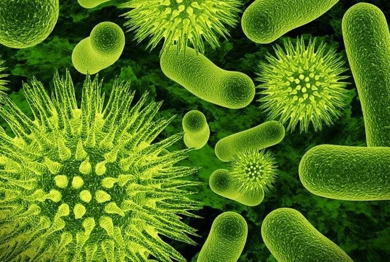 Бактериите също имат вътрешен часовник