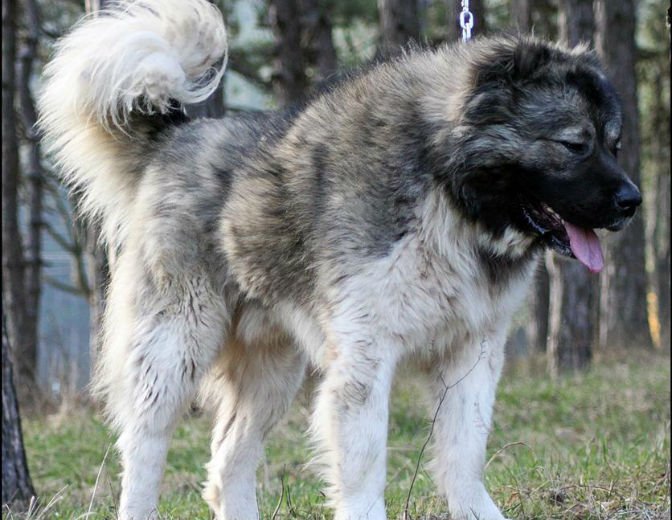 Кавказка овчарка ухапа 10-годишно дете, арестуваха собственика