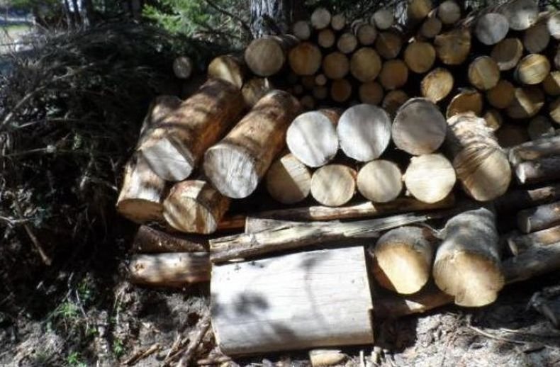 Трима задържани с незаконна дървесина край Петрич