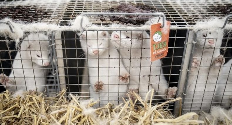 Властите в Дания компенсира с 2,6 млрд. евро фермите, избили популацията на норки в страната