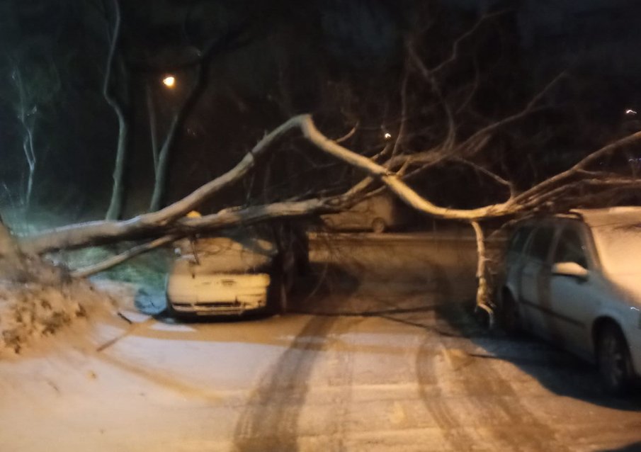 Бурята във Варна събори дървета (СНИМКА)