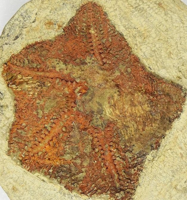 Откриха най-древната морска звезда (СНИМКИ)