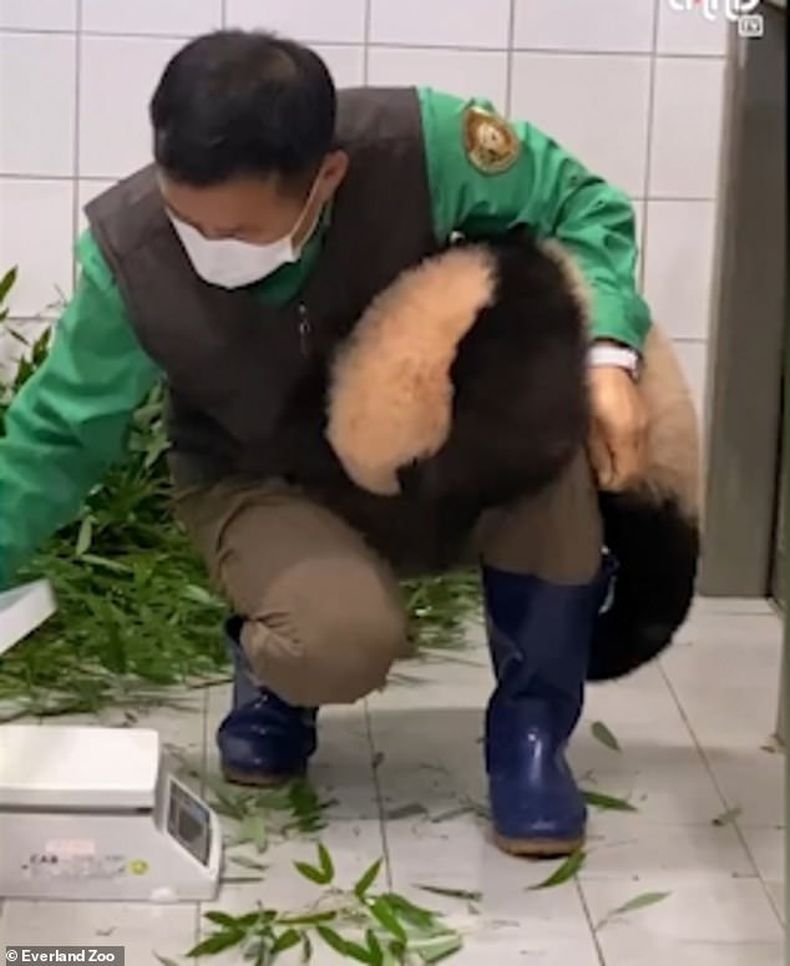 Шестмесечно бебе панда стана хит в интернет (ВИДЕО)