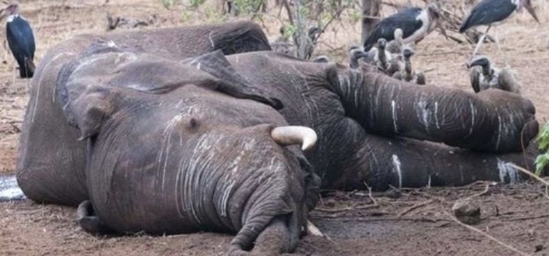 Властите в Ботсвана разследват масова гибел на слонове