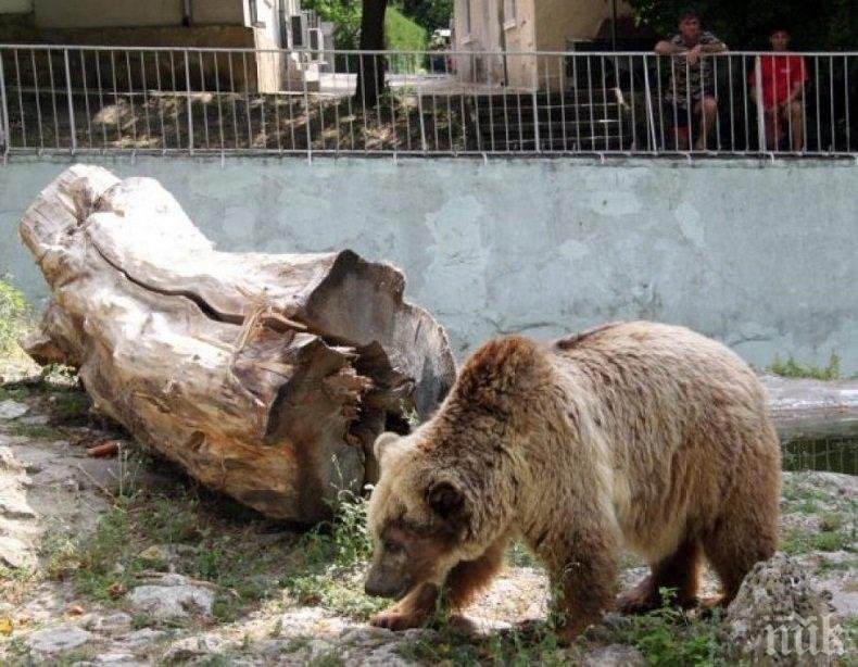 Раздават ледени близалки на животните в зоопарка във Варна