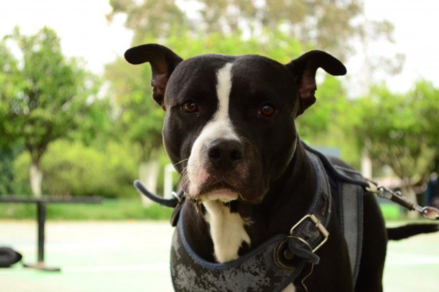 Кучета надушват коронавируса с 94% точност