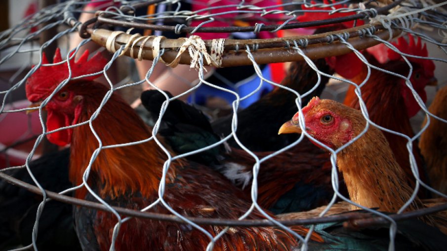 Птичи грип в село до Пловдив, умъртвяват болните кокошки