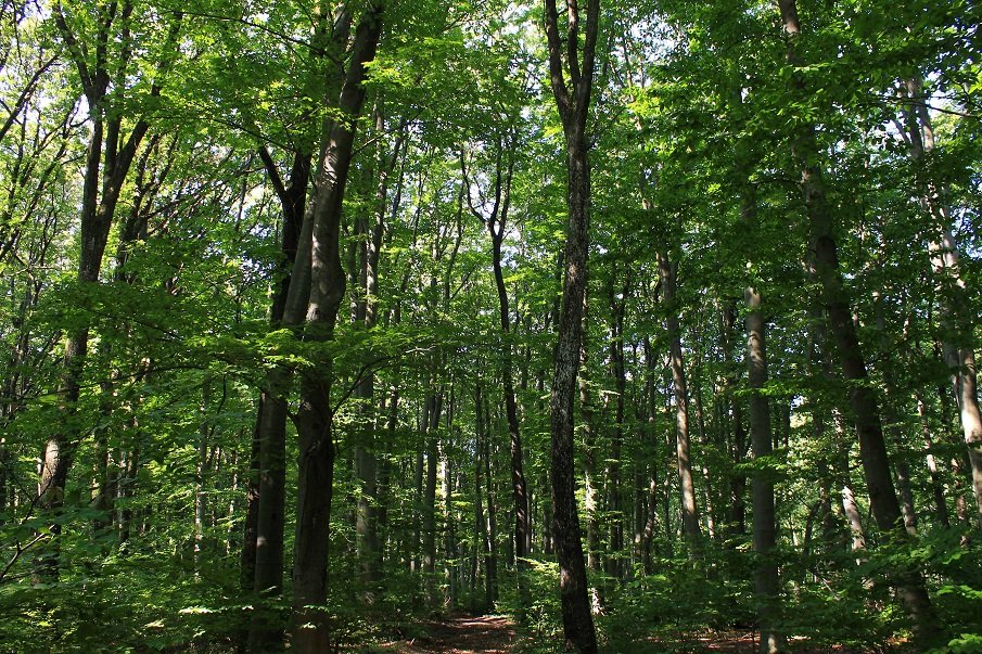 Важна информация за собствениците на гори, желаещи да ги продадат на държавата