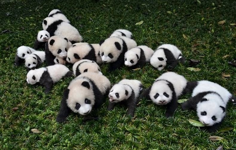 Десет бебета панди дебютираха пред публика в Китай (ВИДЕО)