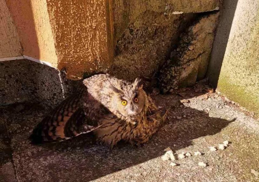 Служители на детска градина спасиха ранен бухал
