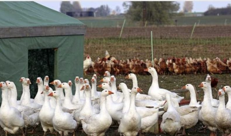 Тревога във Франция заради високопатогенен птичи грип