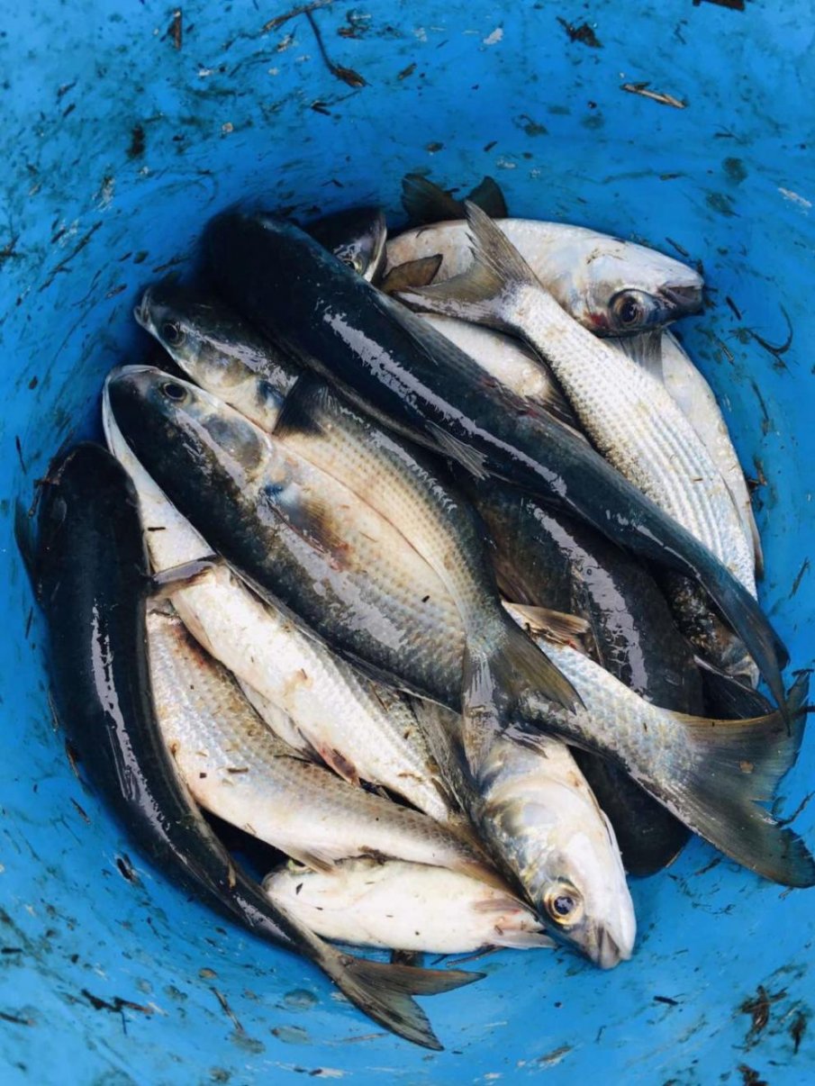 Задържаха бракониер със 160 кг риба в язовир Мандра (СНИМКИ)