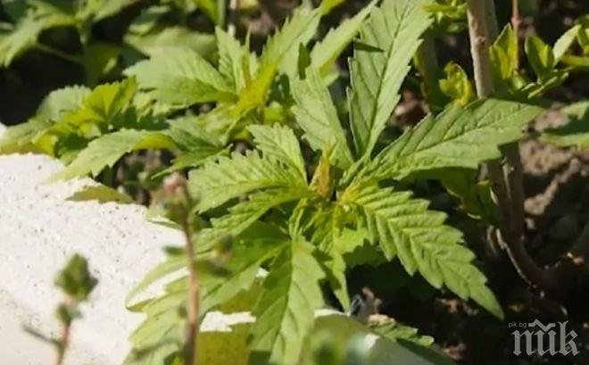 Пращат на съд обвиняем за държане на коноп