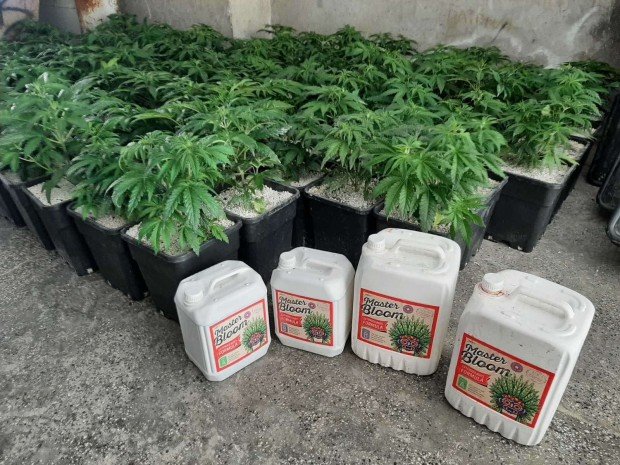 Двама с белезници заради много марихуана в Бургас - единият си направил модерна ферма, другият щъкал из града с цяла торба