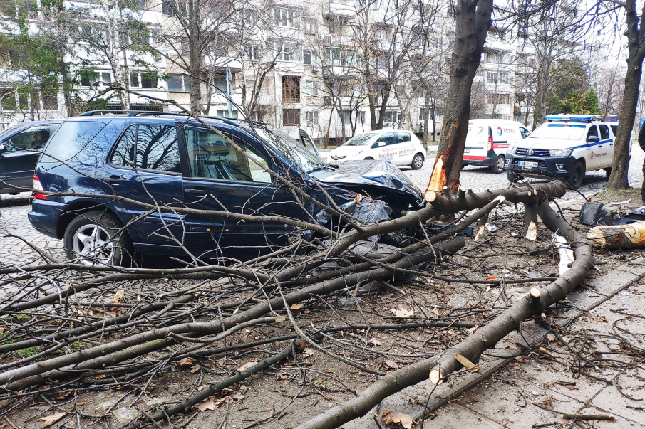 Джип събори дървета на булевард Гоце Делчев в София (СНИМКИ)