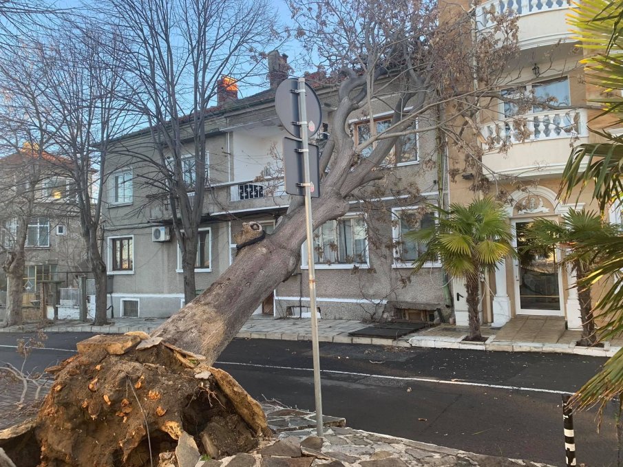 Ураганът край морето изтръгна огромно дърво в Поморие, прати го в терасите на хотел