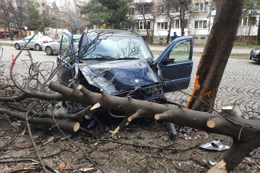 Силният вятър събори дървета в Пазарджишко