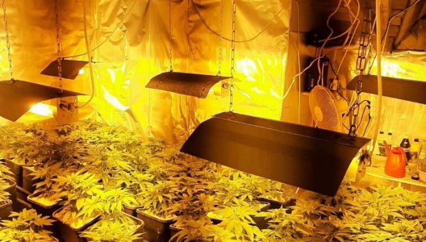 Полицията с нови подробности за подземната оранжерия за коноп край Кюстендил