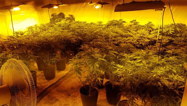 Разбиха две оранжерии за марихуана край Русе, иззети са 50 000 евро