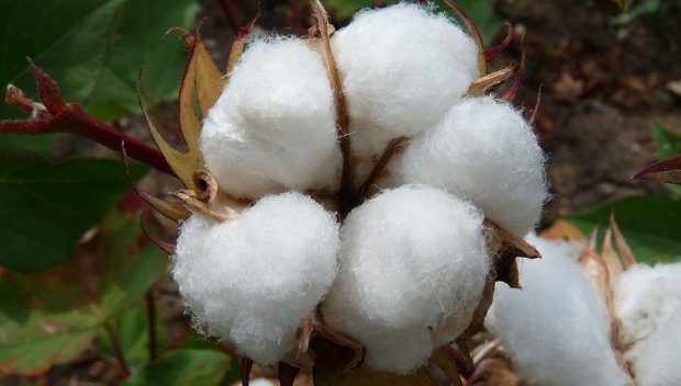 Експерти обясниха как ще правим барут от памука