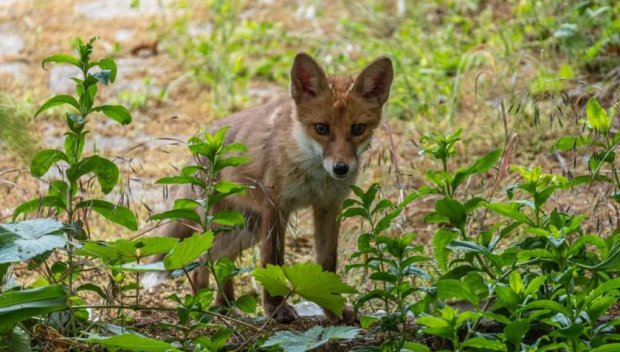 С дух на приключенец: Лисица се качи на кораб в Англия и пътува до САЩ