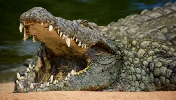 15-годишно момиче загина след нападение от крокодил в Индия
