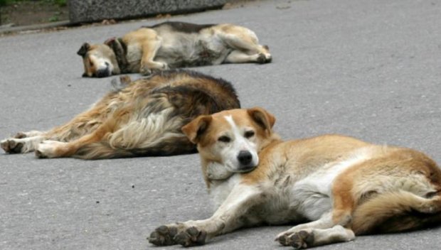 Осъдиха Община Асеновград заради нападение над дете от бездомни кучета