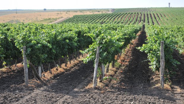 Карантина във Велико Търново: Опасна болест заплашва лозови масиви