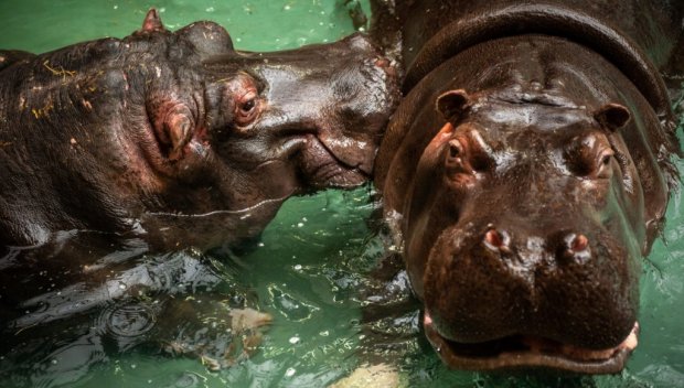 Два хипопотама в Белгия пипнаха коронавирус