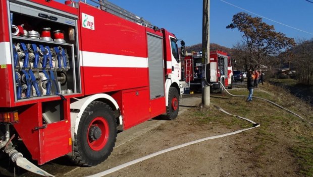 12 пожарникари от Видин и 12 изоставени кучета в един календар с кауза