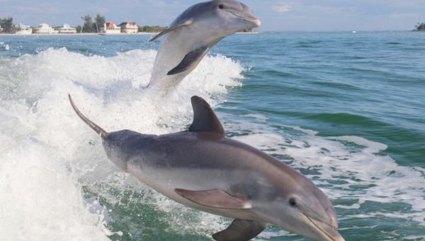 Разбраха причината за смъртта на делфини и птици край Шабла