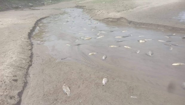 Екокатастрофа: Кой избива рибата в язовир Ивайловград