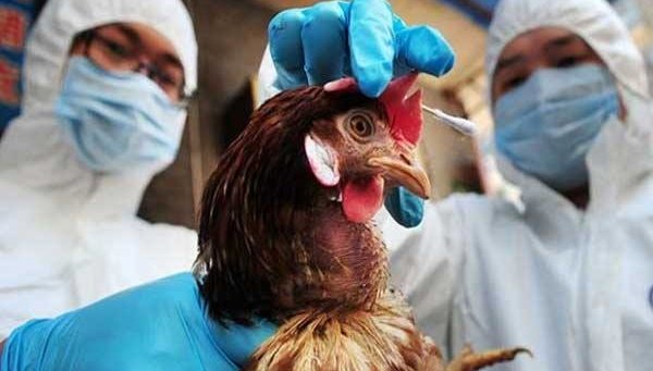 НОВО 20! Мутиращият птичи грип може да предизвика тежка пандемия, по-сериозна от COVID
