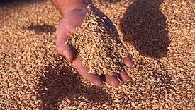 КАКВО ЯДЕМ: Житницата на Европа отровена с тежки метали