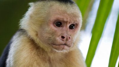 Министър обвини маймуна за спирането на тока в цяла Шри Ланка